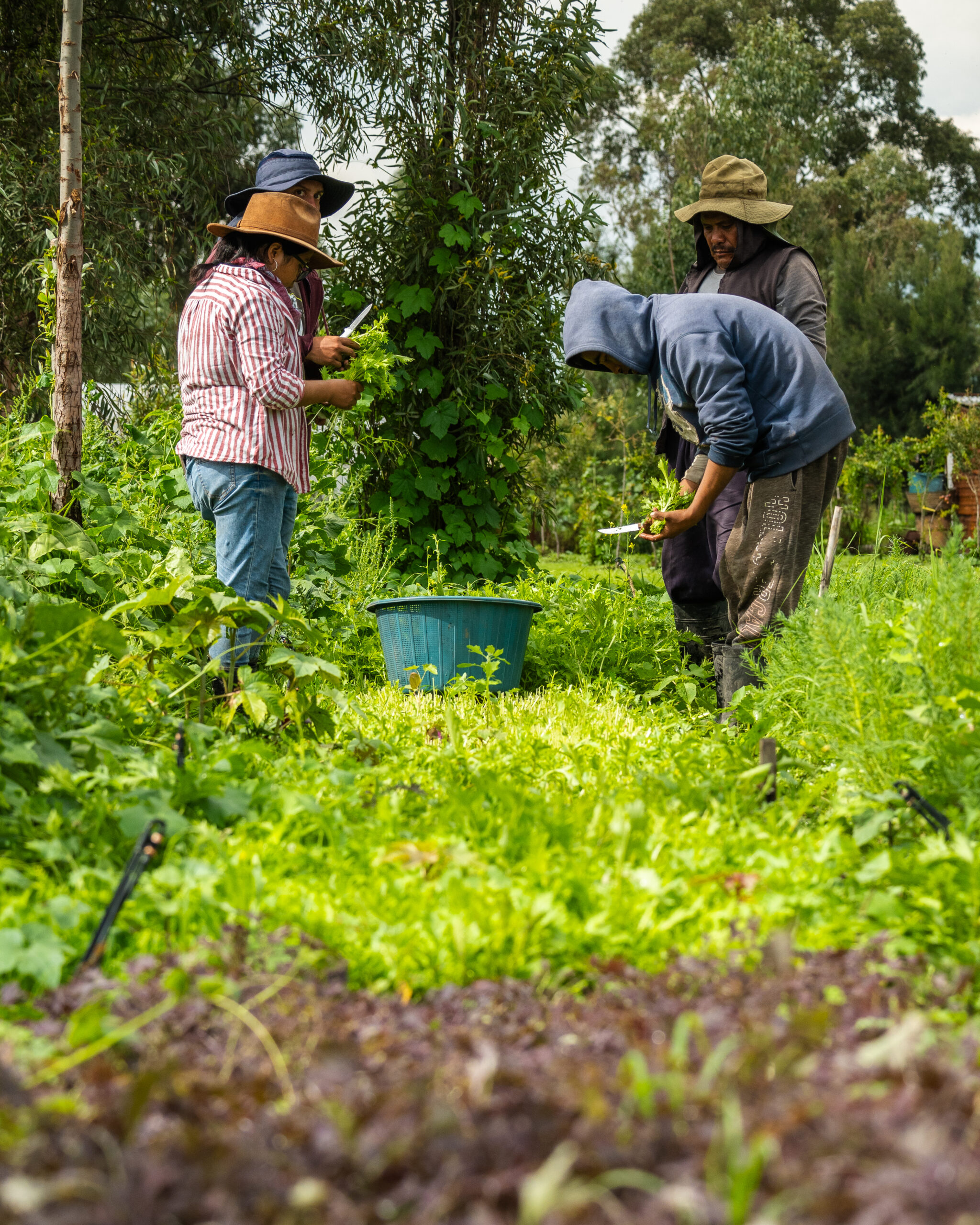 agricultores cosechando